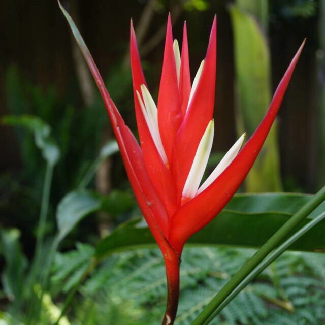 False bird-of-paradise  Red Christmas in the GardenTags plant encyclopedia