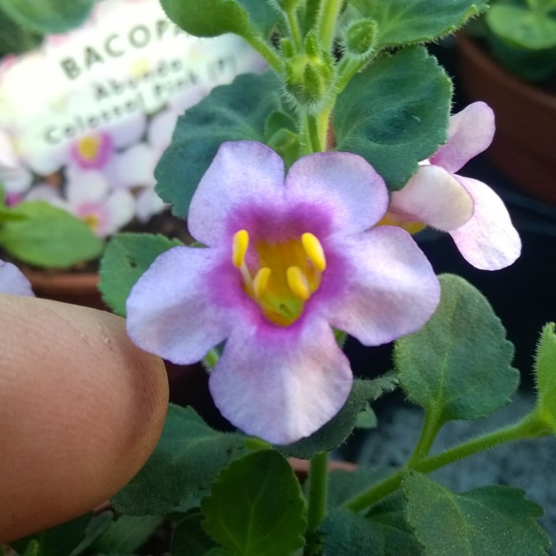 Bacopa Colossal Pink in the GardenTags plant encyclopedia