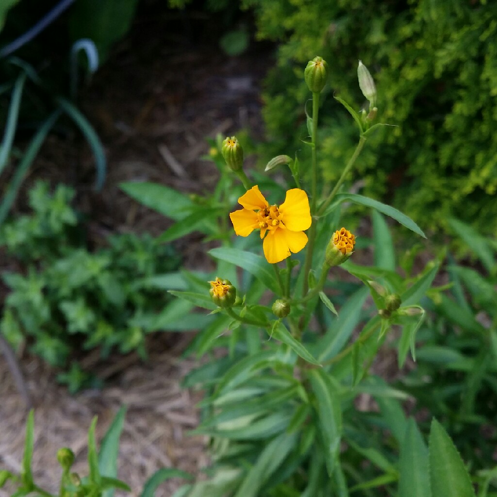 Winter Tarragon in the GardenTags plant encyclopedia