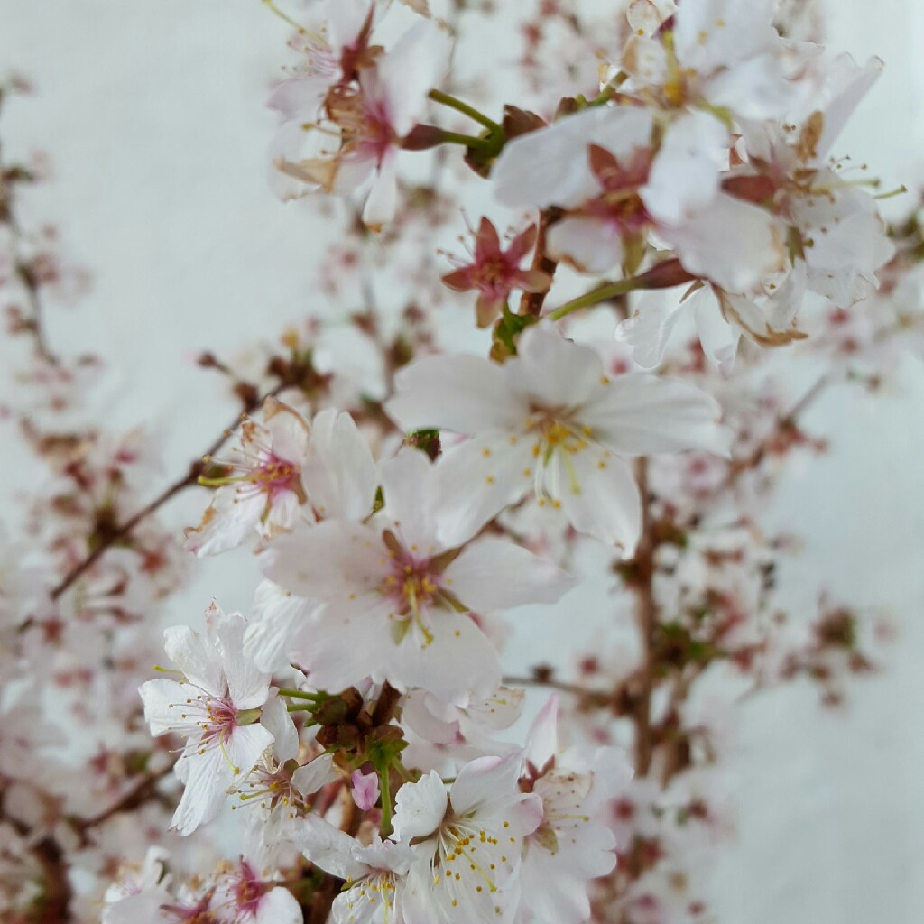 Japanese bush cherry in the GardenTags plant encyclopedia