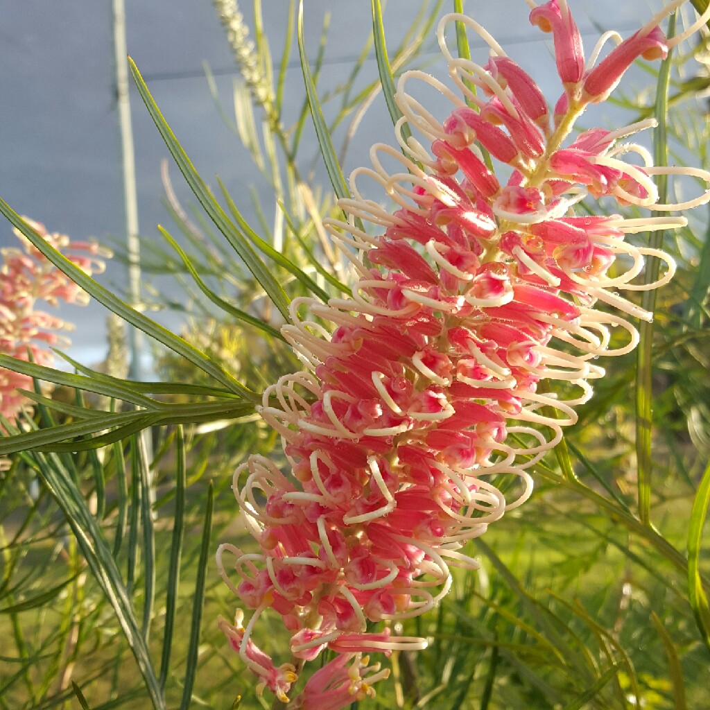 Grevillea Pink Surprise in the GardenTags plant encyclopedia