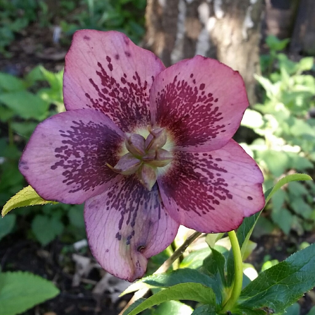 Hellebore SP Mary Lou in the GardenTags plant encyclopedia