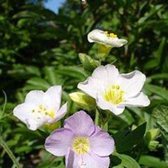 Royal Jacobs Ladder in the GardenTags plant encyclopedia