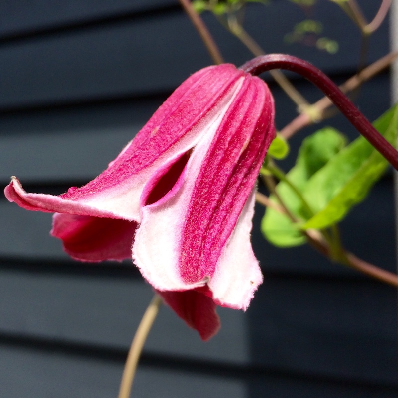 Clematis Etoile Rose in the GardenTags plant encyclopedia