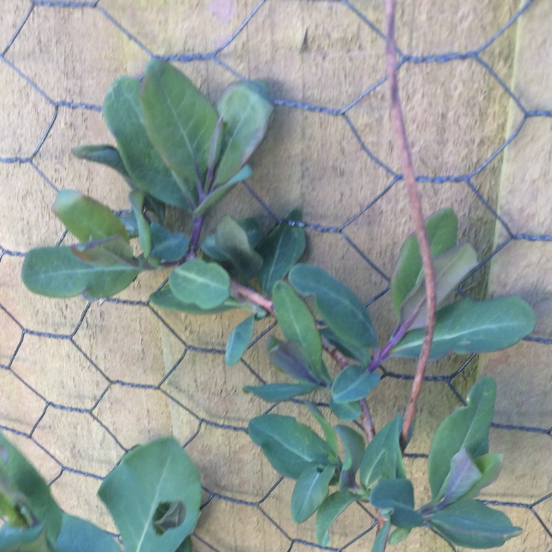 Honeysuckle Graham Thomas in the GardenTags plant encyclopedia