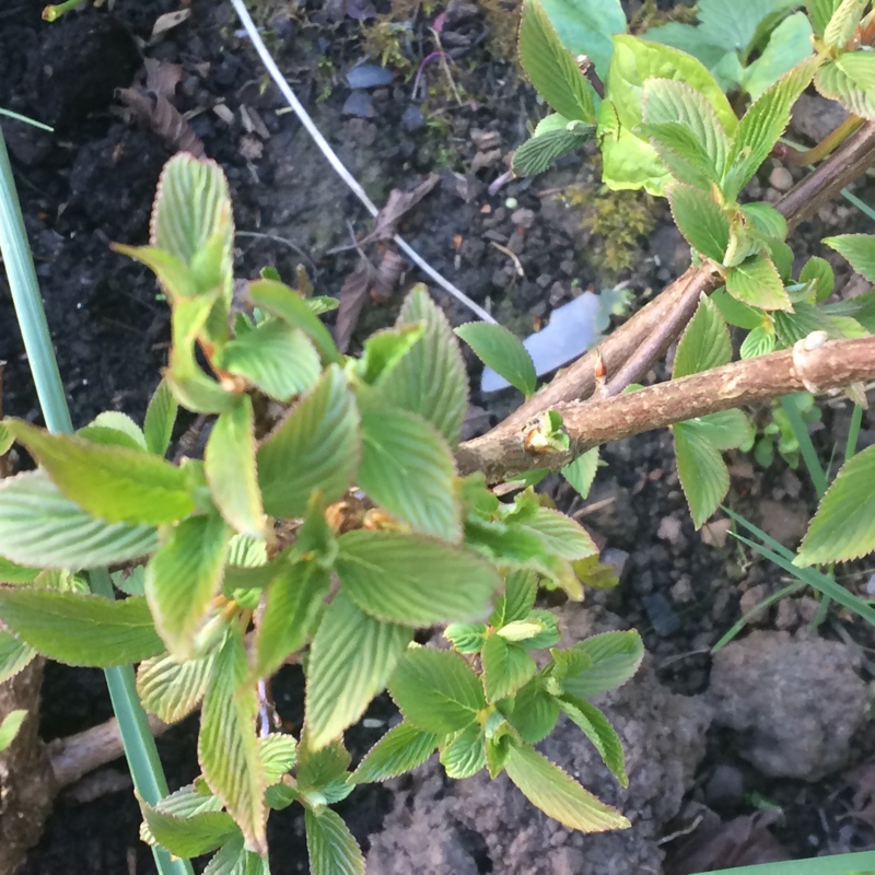 Bodnant Viburnum Charles Lamont in the GardenTags plant encyclopedia