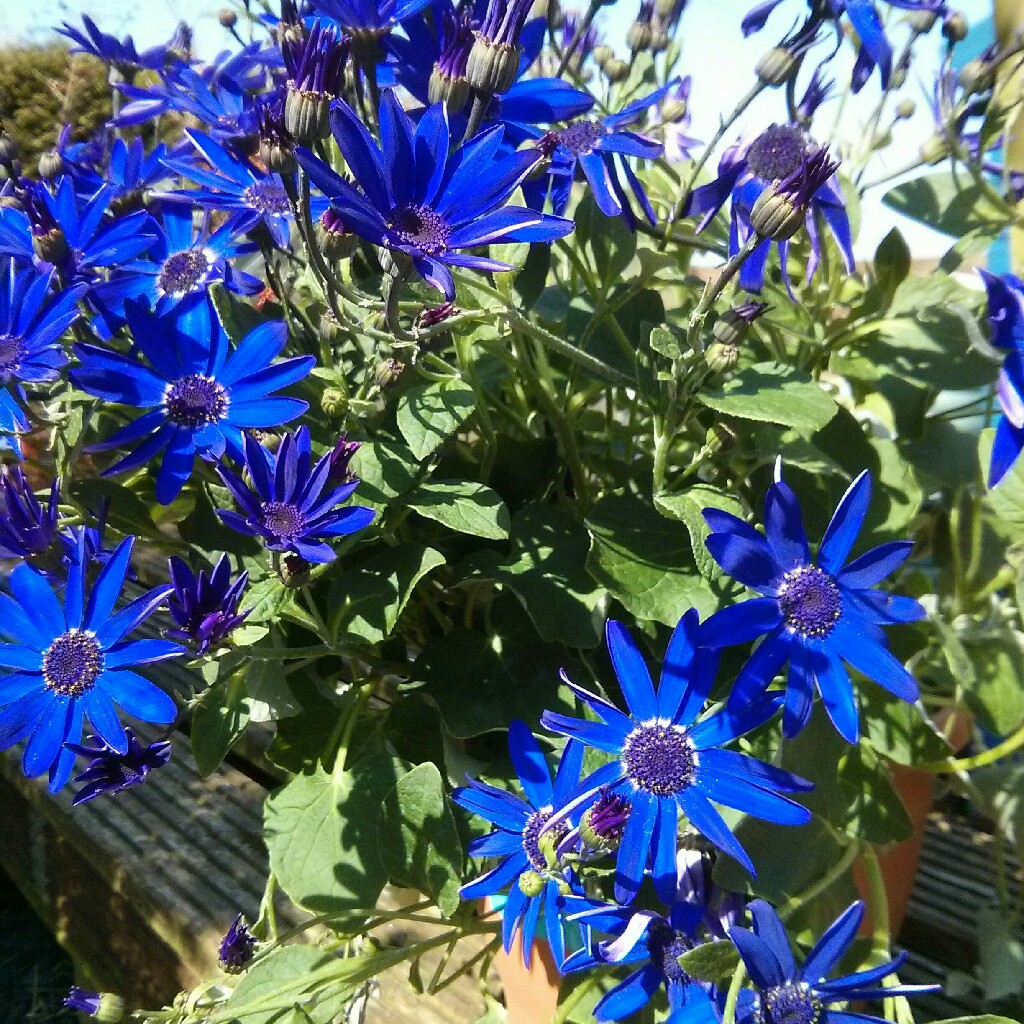 Florists Cineraria Senetti Deep Blue in the GardenTags plant encyclopedia