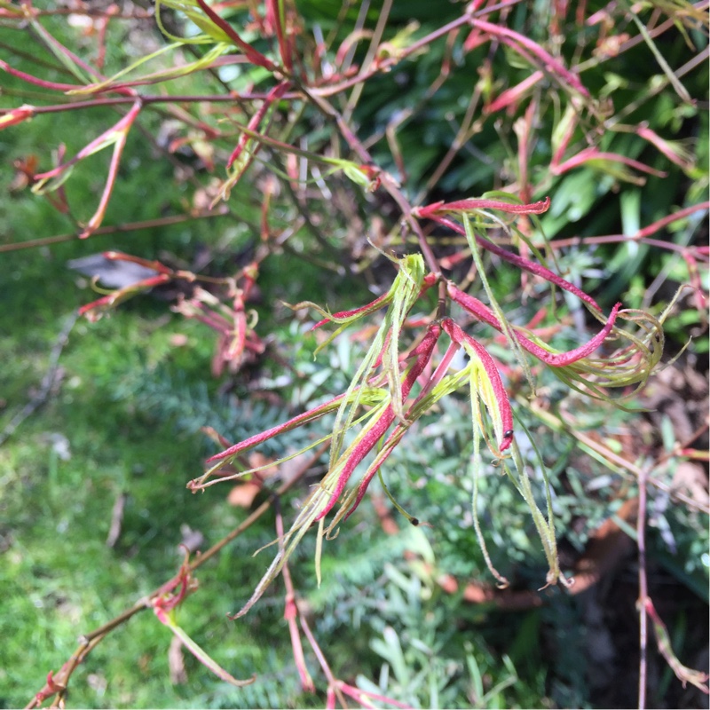 Japanese Maple Kinshi in the GardenTags plant encyclopedia