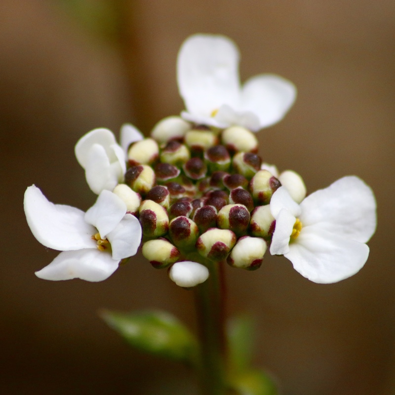 Iberis Snowflake in the GardenTags plant encyclopedia