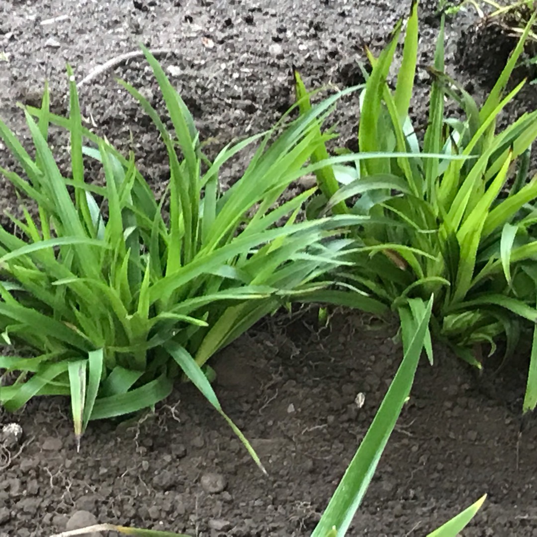 Great Wood-rush in the GardenTags plant encyclopedia