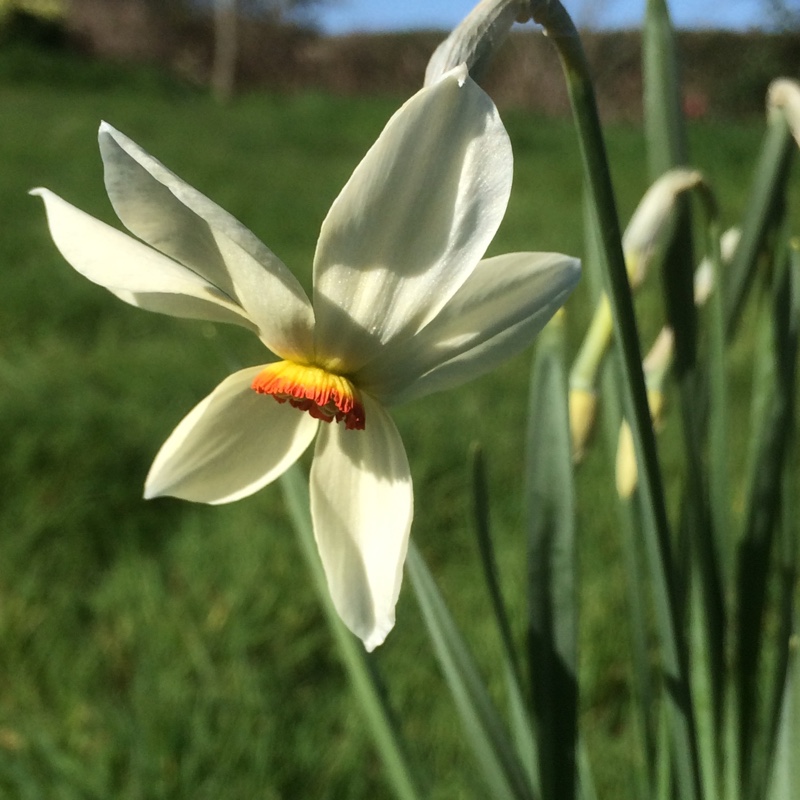 Daffodil (Species) Stellaris Daffodil in the GardenTags plant encyclopedia