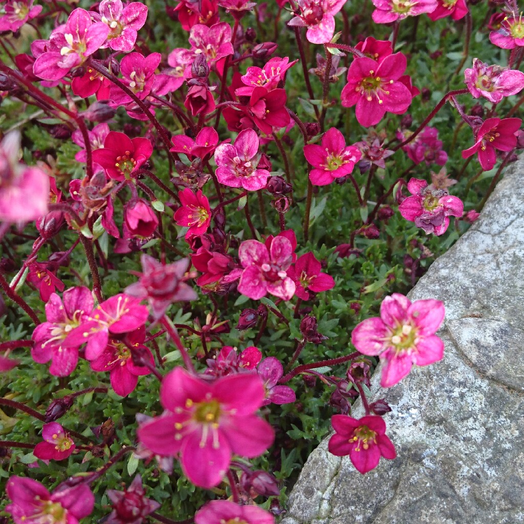 Saxifrage Saxony Red in the GardenTags plant encyclopedia