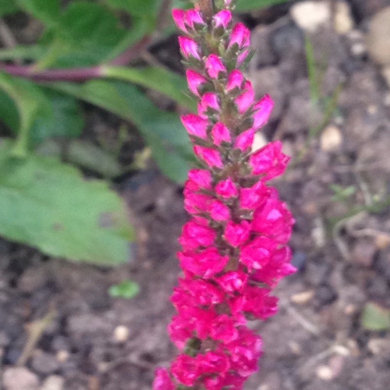 Spiked Speedwell Rotfuchs in the GardenTags plant encyclopedia