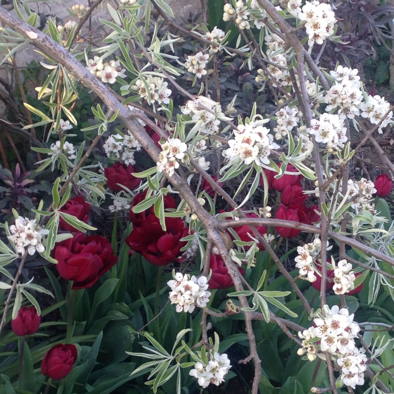 Pendulous Willow-leaved Pear in the GardenTags plant encyclopedia