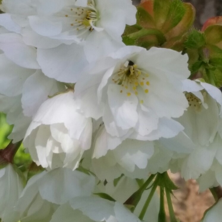 Great White Cherry in the GardenTags plant encyclopedia