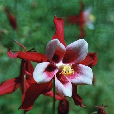 Columbine Crimson Star in the GardenTags plant encyclopedia