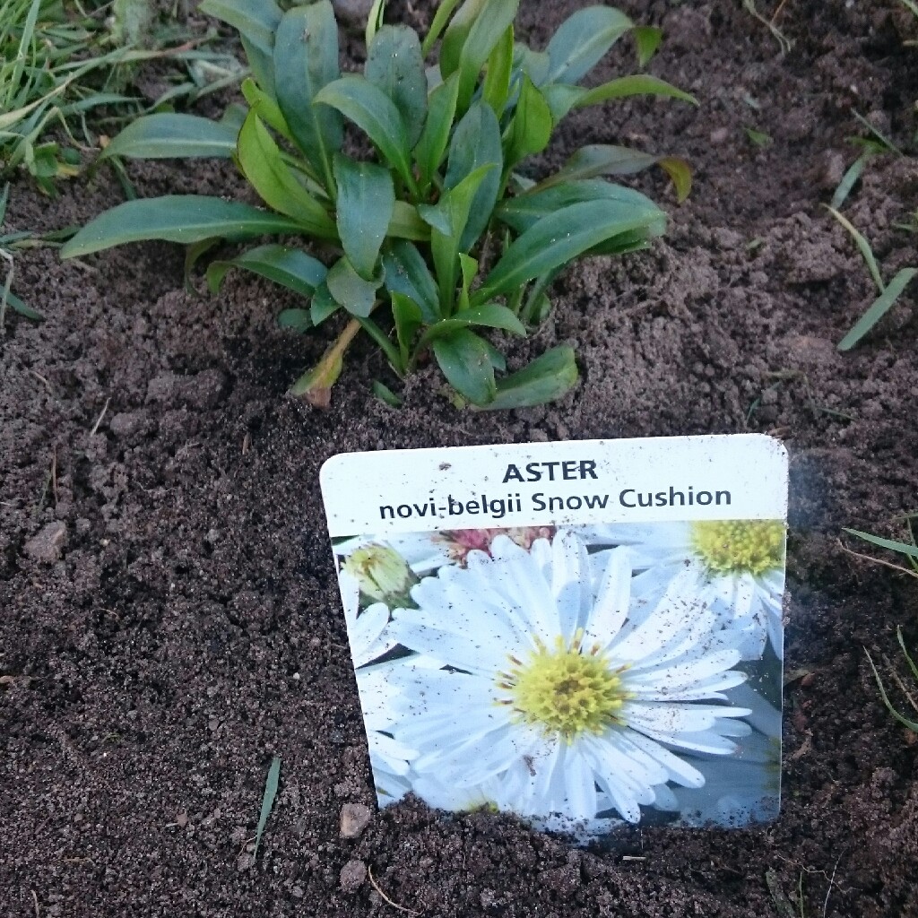 Aster Snow Cushion in the GardenTags plant encyclopedia