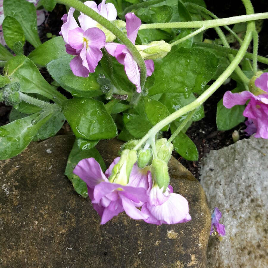 Rock Cress Double Pink in the GardenTags plant encyclopedia