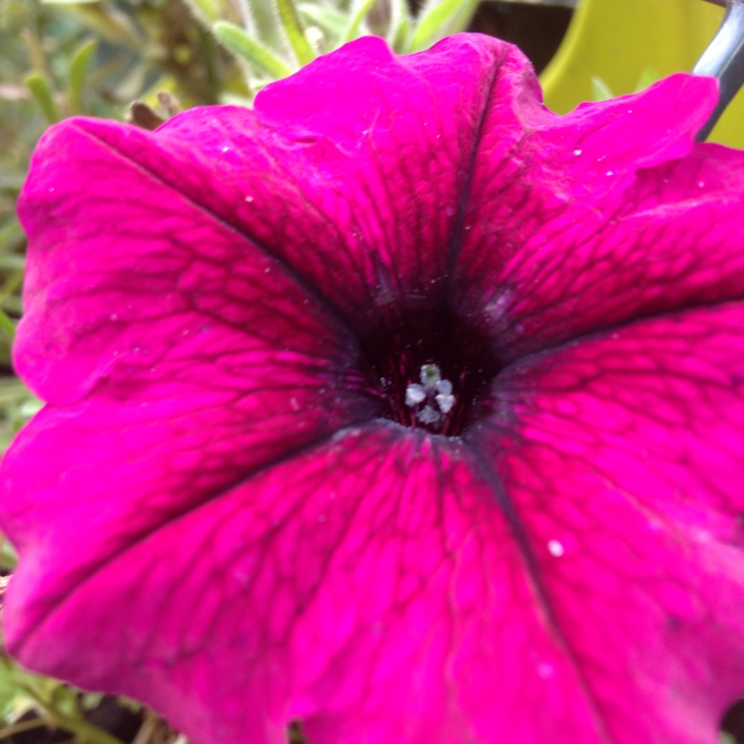 Trailing Petunia Giant Purple  in the GardenTags plant encyclopedia