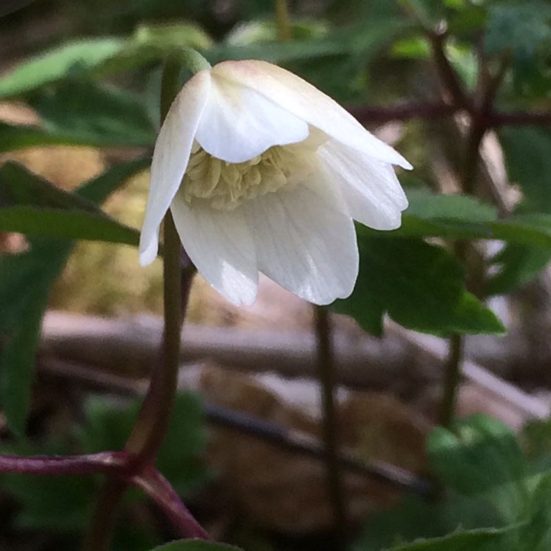 Wood Anemone Vestal in the GardenTags plant encyclopedia