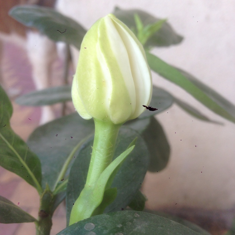 Gardenia Star in the GardenTags plant encyclopedia