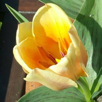 Tulip Fur Elise (Greigii) in the GardenTags plant encyclopedia