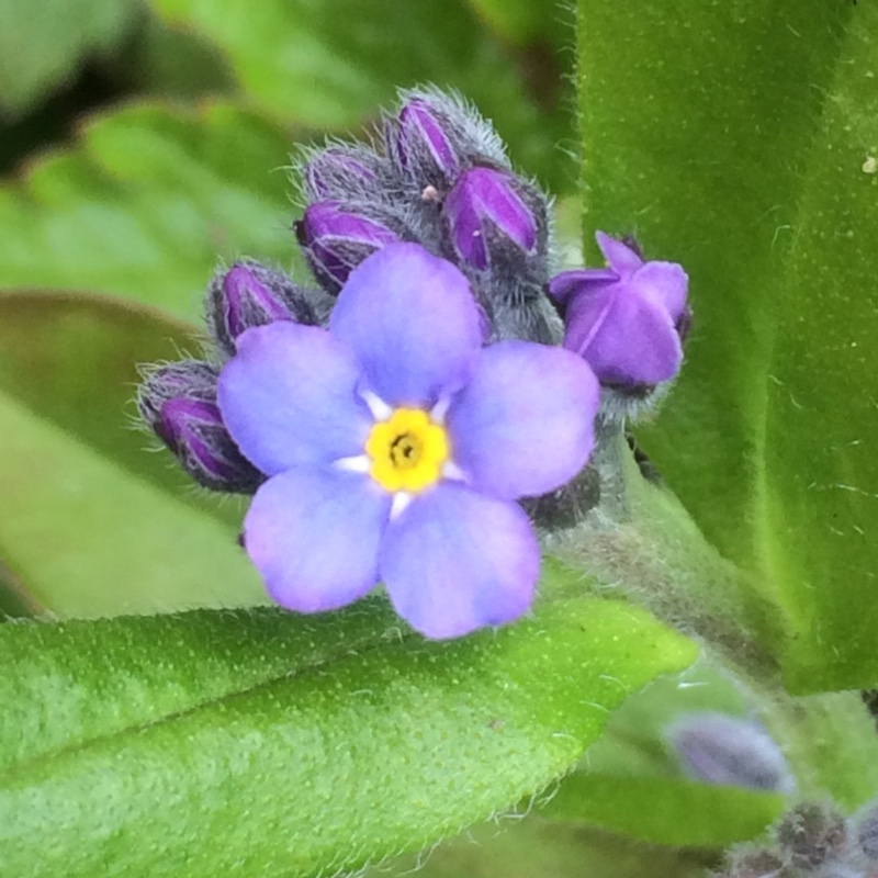 Forget-me-not Blue Bird in the GardenTags plant encyclopedia