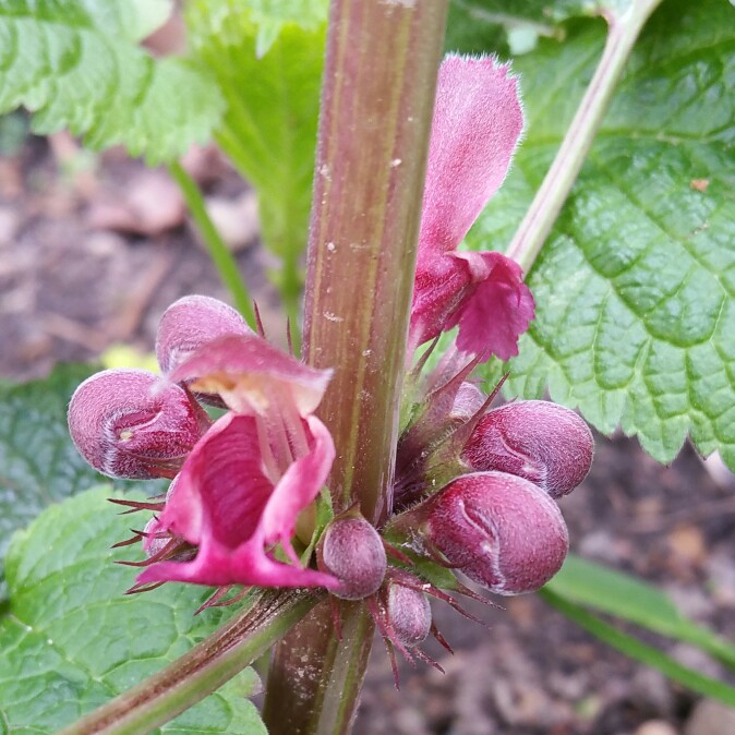 Balm-leaved Archangel in the GardenTags plant encyclopedia