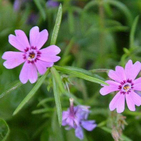 Mountain Phlox in the GardenTags plant encyclopedia