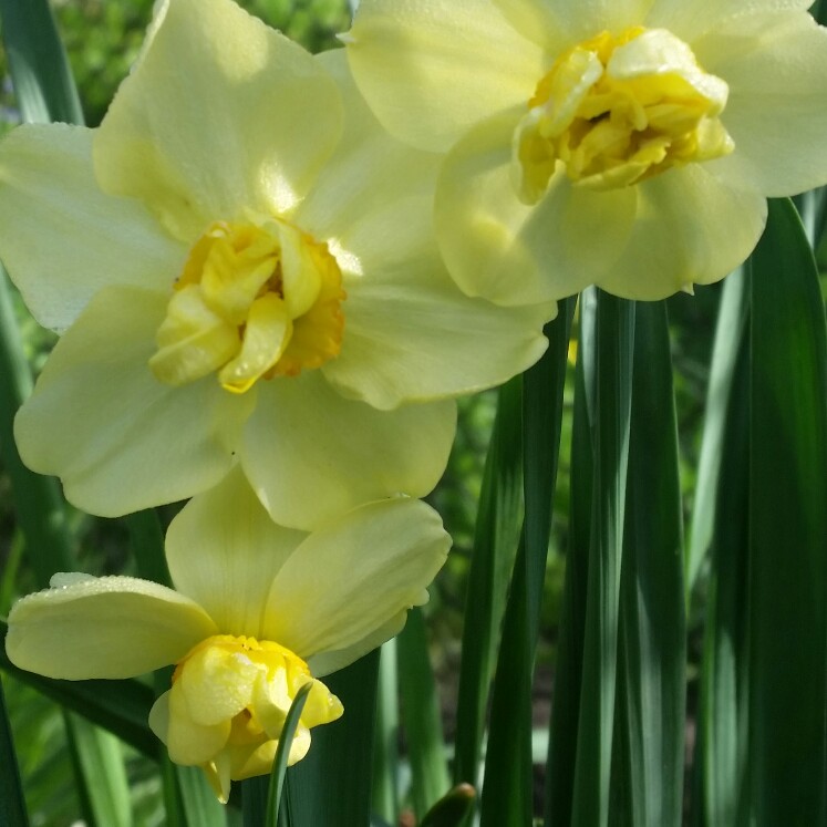 Daffodil Yellow Cheerfulness (Double) in the GardenTags plant encyclopedia