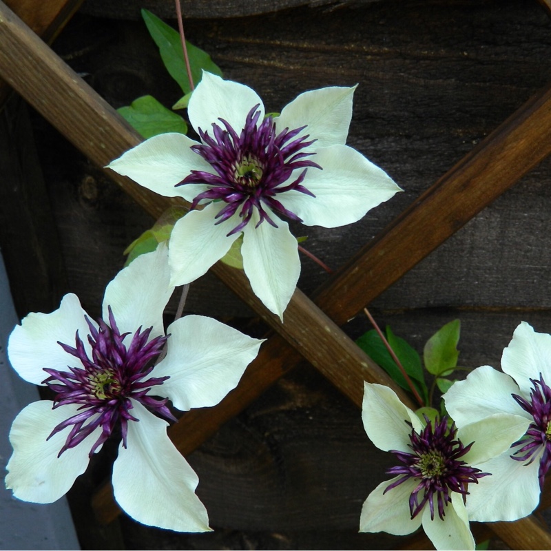 Clematis florida Sieboldii in the GardenTags plant encyclopedia