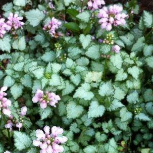 Pink dead nettle in the GardenTags plant encyclopedia