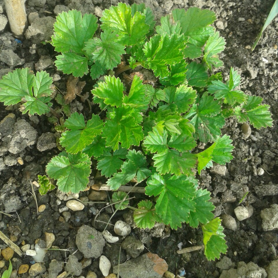 Avens Coccineum Cooky in the GardenTags plant encyclopedia