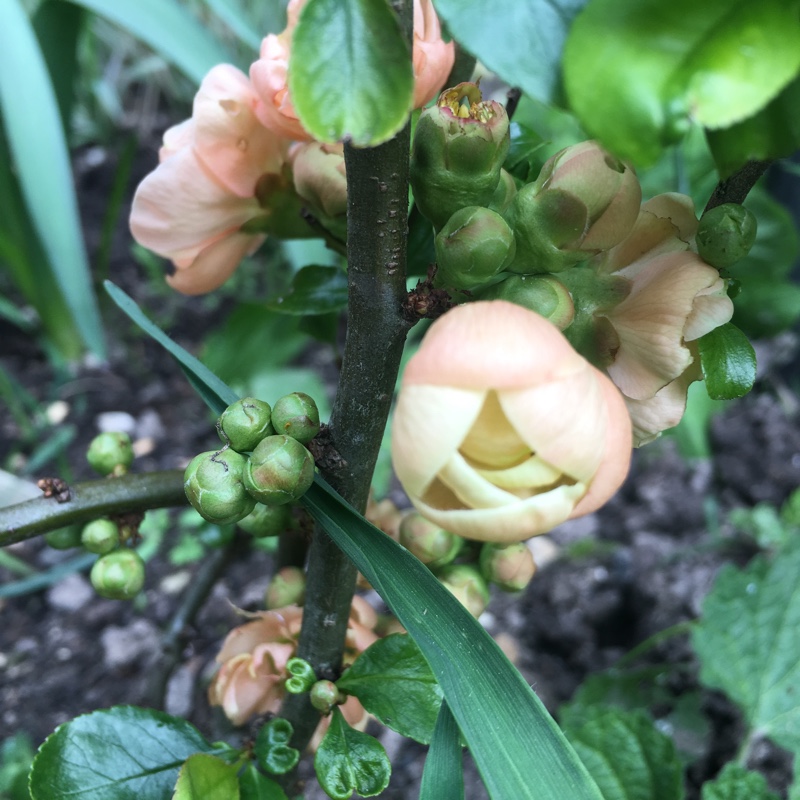 Japanese Quince Geisha Girl in the GardenTags plant encyclopedia