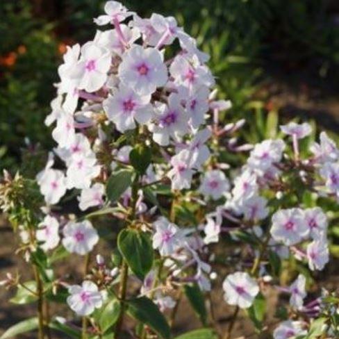 Meadow phlox in the GardenTags plant encyclopedia