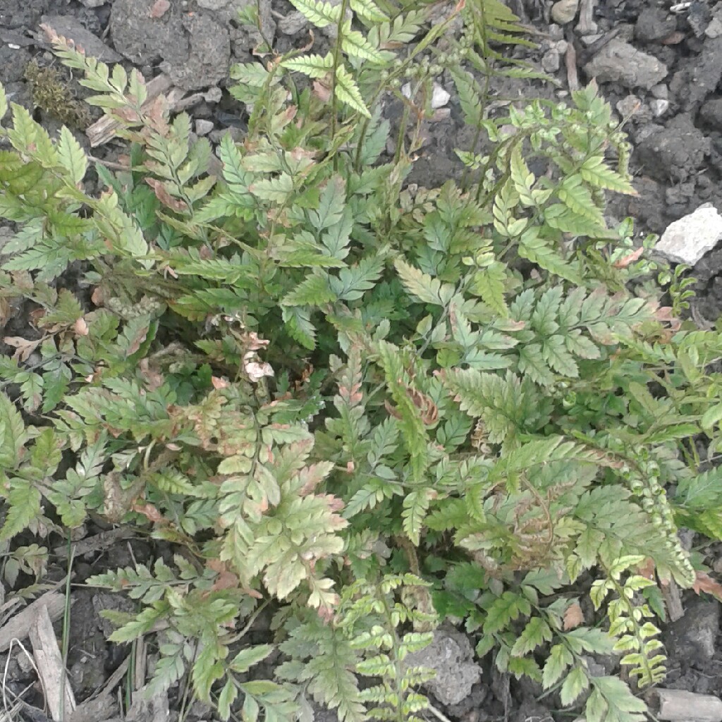 Korean Rock Fern in the GardenTags plant encyclopedia