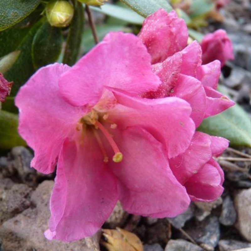 Rhododendron Oban in the GardenTags plant encyclopedia