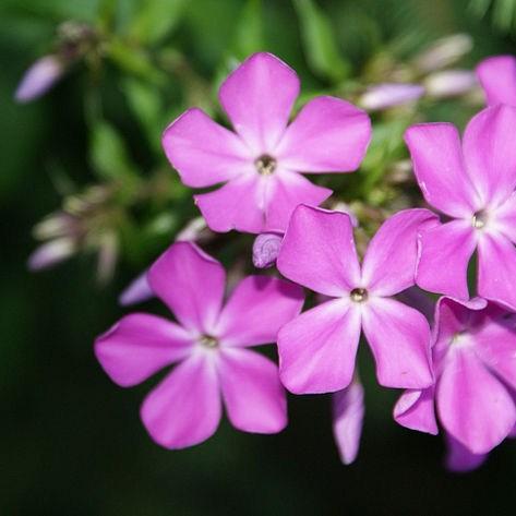 Phlox Blue Paradise in the GardenTags plant encyclopedia