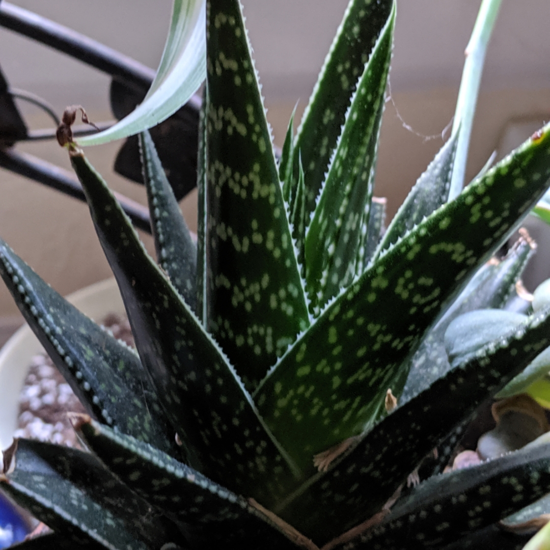 Gasteria aristata in the GardenTags plant encyclopedia