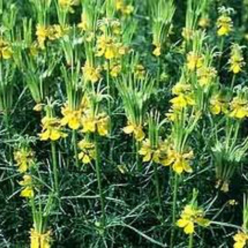 Transformer Flower in the GardenTags plant encyclopedia