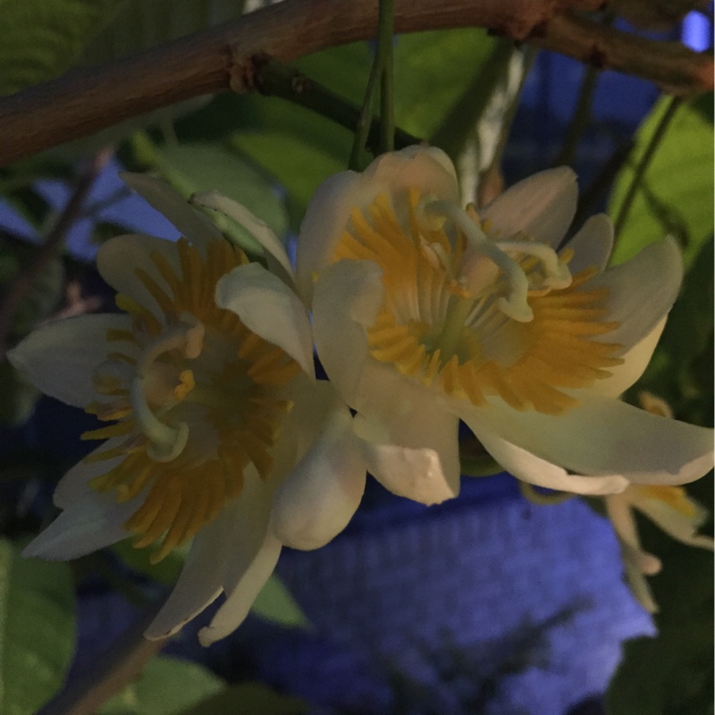 Tree Passion flower in the GardenTags plant encyclopedia