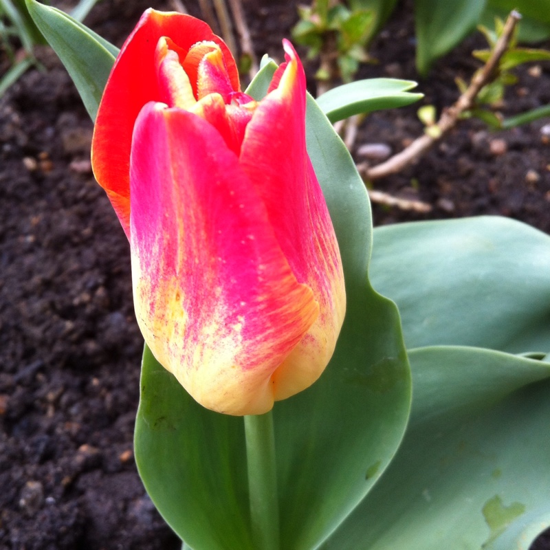 Tulip Match (Triumph) in the GardenTags plant encyclopedia