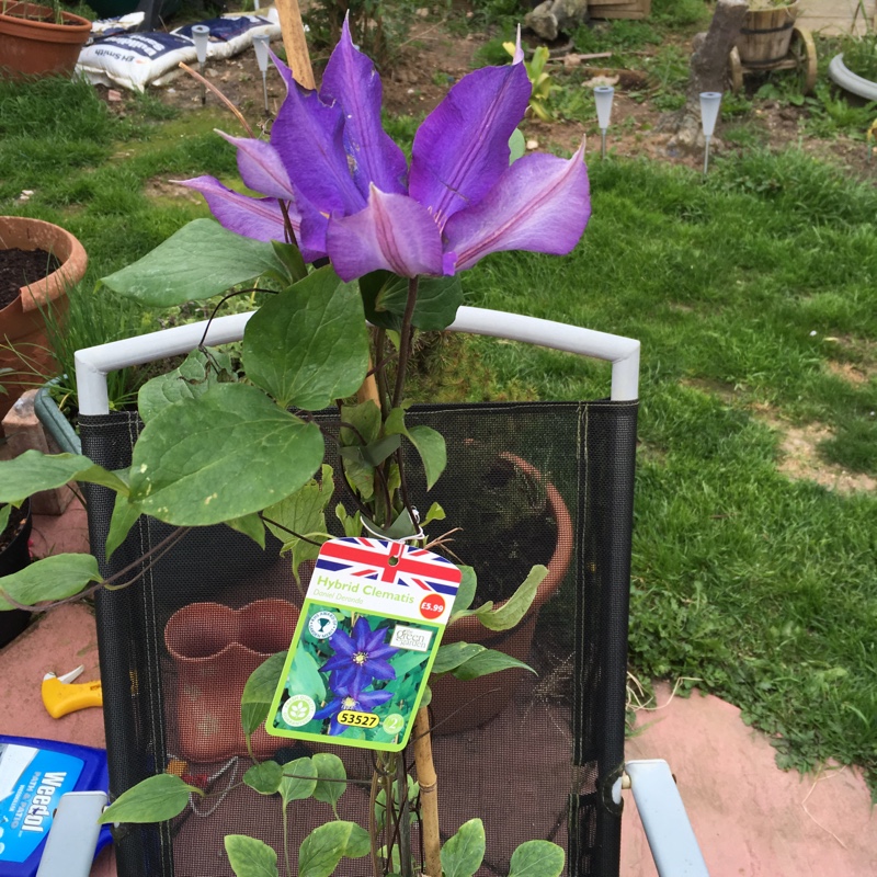 Clematis Daniel Deronda in the GardenTags plant encyclopedia