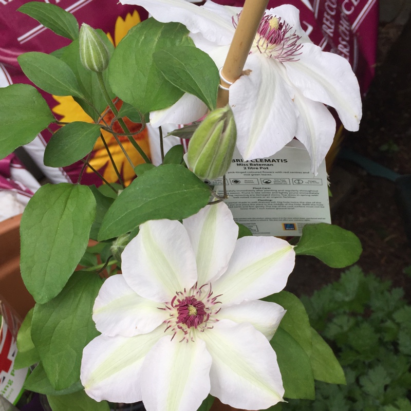 Clematis Miss Bateman in the GardenTags plant encyclopedia