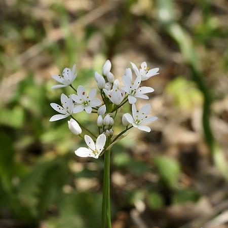 Allium (Species) Hairy Garlic in the GardenTags plant encyclopedia