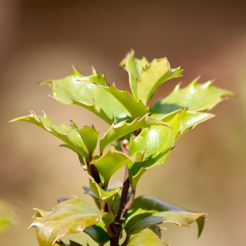 Holly Blue Princess in the GardenTags plant encyclopedia