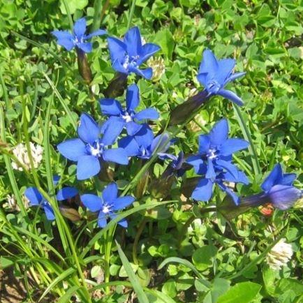 Spring Gentian in the GardenTags plant encyclopedia