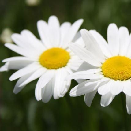 Alpine moon daisy in the GardenTags plant encyclopedia