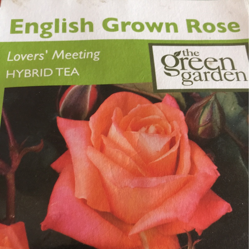 Rose Lovers Meeting (Hybrid Tea) in the GardenTags plant encyclopedia