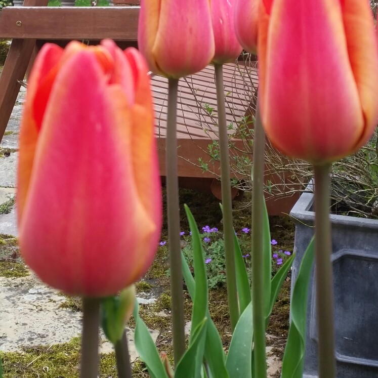 Tulip Charade (Triumph) in the GardenTags plant encyclopedia